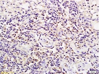 Anti-CD19 antibody used in IHC (Paraffin sections) (IHC-P). GTX04994