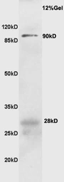 Anti-CD19 antibody used in Western Blot (WB). GTX04994