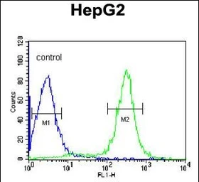Anti-ITIH2 antibody used in Flow cytometry (FCM). GTX04997