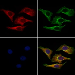 Anti-ITIH2 antibody used in Immunocytochemistry/ Immunofluorescence (ICC/IF). GTX04998