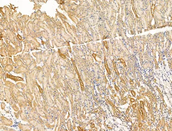 Anti-ITIH2 antibody used in IHC (Paraffin sections) (IHC-P). GTX04998