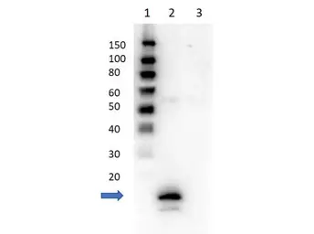 Anti-Avidin antibody used in Western Blot (WB). GTX05001