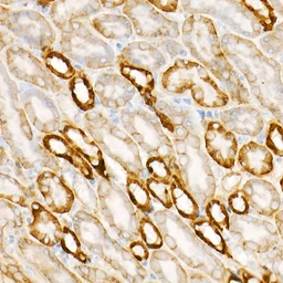 Anti-APC antibody [ARC53932] used in IHC (Paraffin sections) (IHC-P). GTX05003