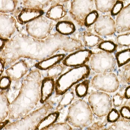 Anti-APC antibody [ARC53932] used in IHC (Paraffin sections) (IHC-P). GTX05003