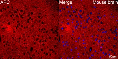 Anti-APC antibody [ARC53932] used in IHC (Paraffin sections) (IHC-P). GTX05003