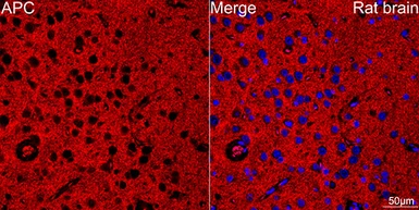 Anti-APC antibody [ARC53932] used in IHC (Paraffin sections) (IHC-P). GTX05003