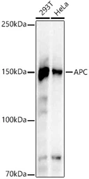Anti-APC antibody [ARC53932] used in Western Blot (WB). GTX05003
