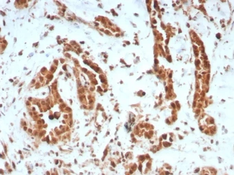 Anti-BAP1 antibody [BAP1/8959R] used in IHC (Paraffin sections) (IHC-P). GTX05007