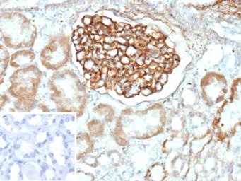 Anti-PLA2R1 antibody [PLA2R1/4893] used in IHC (Paraffin sections) (IHC-P). GTX05008