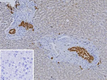 Anti-HNF1 beta antibody [HNF1B/9518] used in IHC (Paraffin sections) (IHC-P). GTX05009