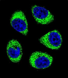 Anti-SLC25A6 antibody used in Immunocytochemistry/ Immunofluorescence (ICC/IF). GTX05019