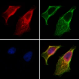 Anti-IRE1 alpha (phospho Ser724) antibody used in Immunocytochemistry/ Immunofluorescence (ICC/IF). GTX05026