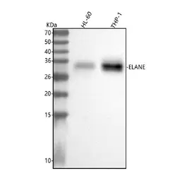 Anti-Neutrophil elastase antibody [AOCI-5] used in Western Blot (WB). GTX05032