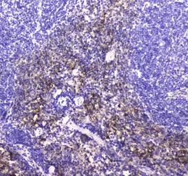 Anti-NKp46 antibody used in IHC (Paraffin sections) (IHC-P). GTX05036