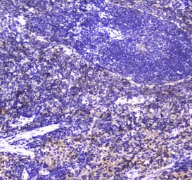 Anti-NKp46 antibody used in IHC (Paraffin sections) (IHC-P). GTX05036