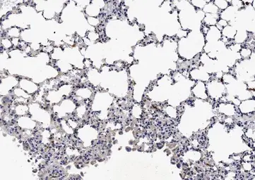 Anti-NKp46 antibody used in IHC (Paraffin sections) (IHC-P). GTX05036