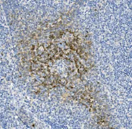 Anti-NKp46 antibody used in IHC (Paraffin sections) (IHC-P). GTX05036