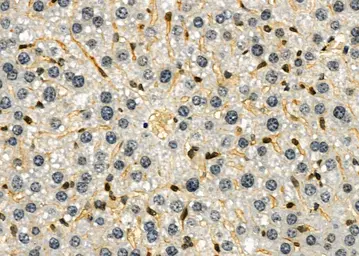 Anti-LYVE1 antibody used in IHC (Paraffin sections) (IHC-P). GTX05039