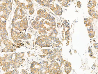 Anti-TRPC3 antibody used in IHC (Paraffin sections) (IHC-P). GTX05043