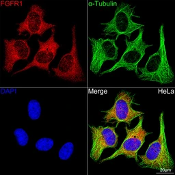 Anti-FGFR1 antibody [ARC53424] used in Immunocytochemistry/ Immunofluorescence (ICC/IF). GTX05044