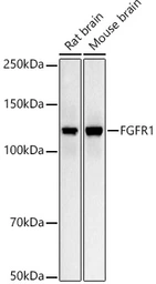 Anti-FGFR1 antibody [ARC53424] used in Western Blot (WB). GTX05044