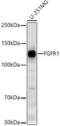 Anti-FGFR1 antibody [ARC53424] used in Western Blot (WB). GTX05044