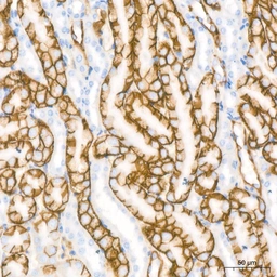 Anti-Aquaporin 4 antibody [ARC54345] used in IHC (Paraffin sections) (IHC-P). GTX05045