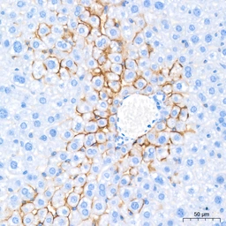 Anti-Aquaporin 4 antibody [ARC54345] used in IHC (Paraffin sections) (IHC-P). GTX05045