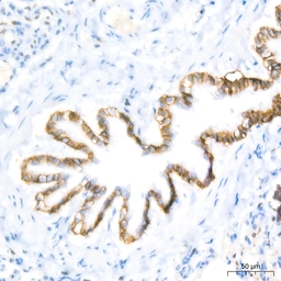 Anti-Aquaporin 4 antibody [ARC54345] used in IHC (Paraffin sections) (IHC-P). GTX05045