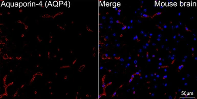Anti-Aquaporin 4 antibody [ARC54345] used in IHC (Paraffin sections) (IHC-P). GTX05045