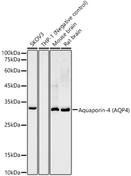 Anti-Aquaporin 4 antibody [ARC54345] used in Western Blot (WB). GTX05045