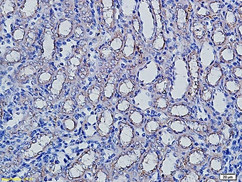 Anti-Aquaporin 5 antibody used in IHC (Paraffin sections) (IHC-P). GTX05048