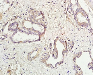 Anti-Aquaporin 5 antibody used in IHC (Paraffin sections) (IHC-P). GTX05048