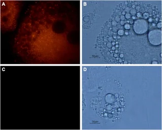 Anti-Aquaporin 7 antibody used in Immunocytochemistry/ Immunofluorescence (ICC/IF). GTX05049