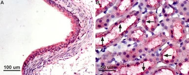 Anti-Aquaporin 7 antibody used in IHC (Paraffin sections) (IHC-P). GTX05049