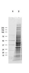 A549 whole cell lysate. GTX05055