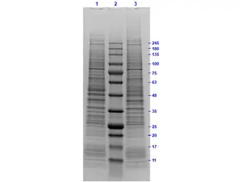 MOLT-4 whole cell lysate. GTX05056