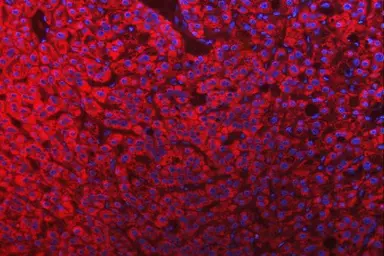 Anti-SLC25A10 antibody used in IHC (Paraffin sections) (IHC-P). GTX05059