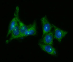 Anti-PSA antibody [AT1D10] used in Immunocytochemistry/ Immunofluorescence (ICC/IF). GTX05063
