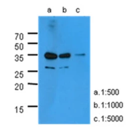 Anti-PSA antibody [AT1D10] used in Western Blot (WB). GTX05063
