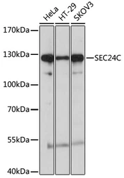 Anti-Sec24C antibody used in Western Blot (WB). GTX05064