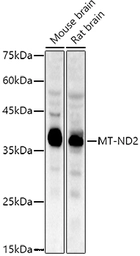 Anti-MT-ND2 antibody used in Western Blot (WB). GTX05067