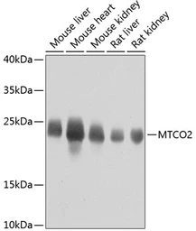 Anti-COX2 antibody used in Western Blot (WB). GTX05069