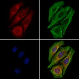Anti-MTCO3 antibody used in Immunocytochemistry/ Immunofluorescence (ICC/IF). GTX05070