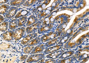 Anti-MTCO3 antibody used in IHC (Paraffin sections) (IHC-P). GTX05070