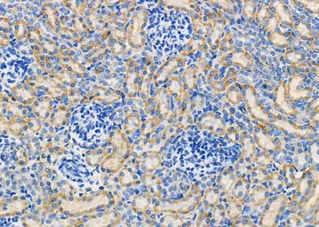 Anti-MTCO3 antibody used in IHC (Paraffin sections) (IHC-P). GTX05070