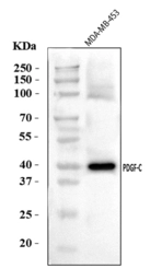 Anti-PDGFC antibody used in Western Blot (WB). GTX05071