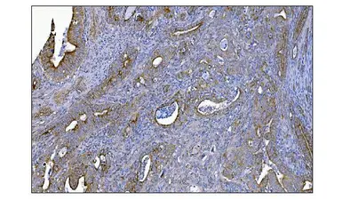 Anti-MERTK antibody used in IHC (Paraffin sections) (IHC-P). GTX05072