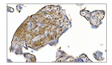 Anti-MERTK antibody used in IHC (Paraffin sections) (IHC-P). GTX05072