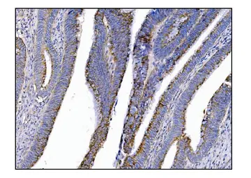 Anti-MERTK antibody used in IHC (Paraffin sections) (IHC-P). GTX05072